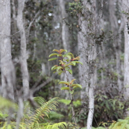 REFOREST HAWAII